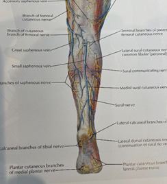 vital structures include the great saphenous vein and branches of the saphenous nerve