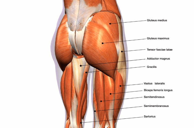 Anatomy & Classification of the Butt