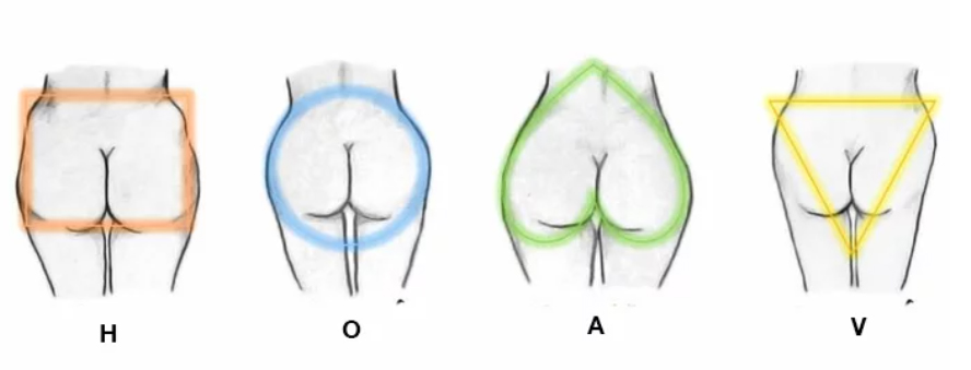 A diagram showing the buttock shapes