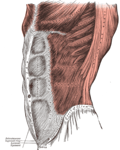External Oblique Muscles