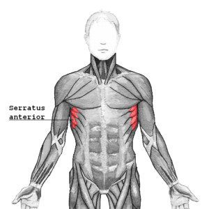 Serratus anterior muscle diagram 